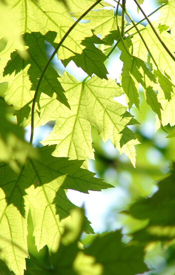 Maple leaves on a maple tree in a sustainable hardwood forest where cabinetry products are crafted from. In addition to sourcing the majority of our hardwood from domestic forests, we also utilize sustainable practices throughout all aspects of our manufacturing process. We recognize the value of wood as a natural resource — one of many we cherish in everything we do.
